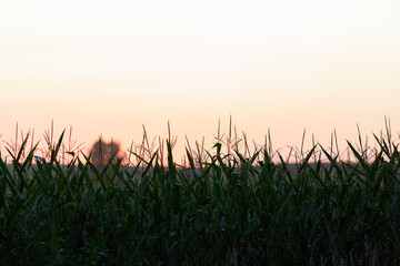 cornfield sunset