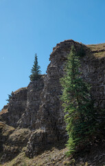 cliff and spruce trees in the Canadian Rockies