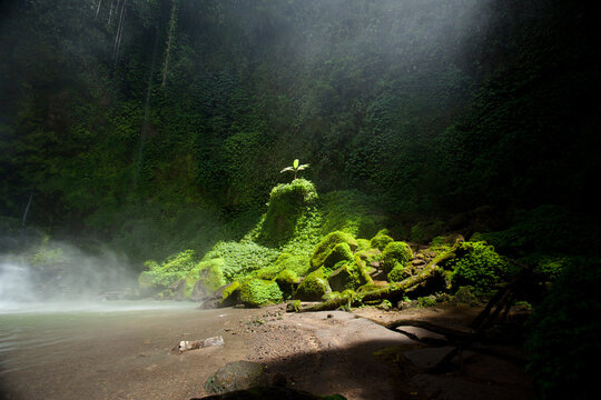 Jungles of Bali