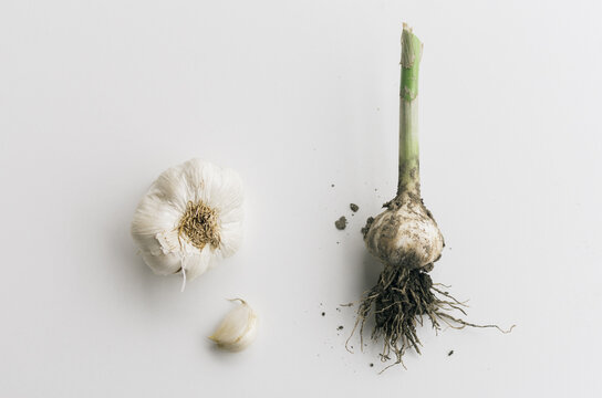 Organic garlic