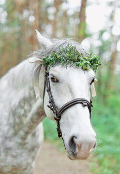 Horse wearing wreath