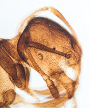 insect ant light micrograph