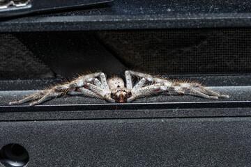 spider close up