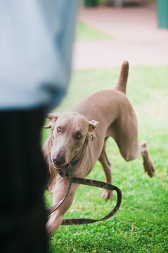 Weimaraner running to it's owner