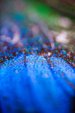 butterfly wing texture macro