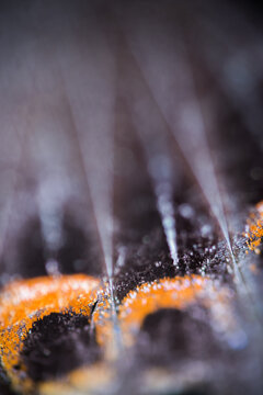 butterfly wing texture macro
