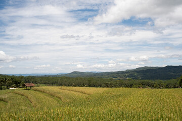 morning view on the rice field embankment