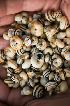 a group of snails on the hands