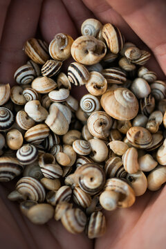 a group of snails on the hands