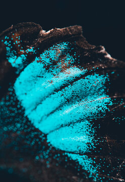 butterfly wing macro