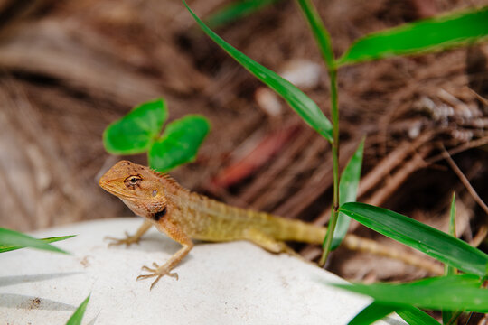 Gecko lizard