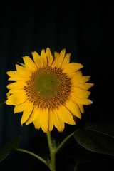 Obraz premium sunflowers bloom at night
