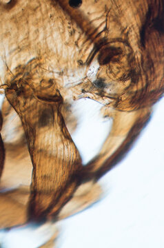 insect ant jaw, light micrograph