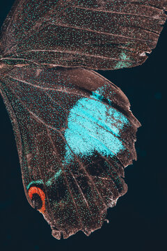 butterfly wing macro