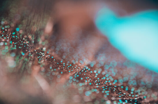 butterfly wing macro