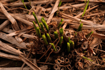 Dry and cracked soil after harvesting. Climate change concept, nature background