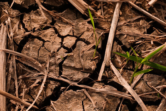 rice plant grew on Dry and cracked soil after harvesting. Climate change concept, nature background