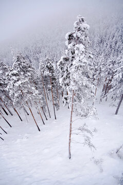 Trees from top perspective