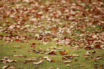 Leaves Tropical forest trees texture background wallpaper