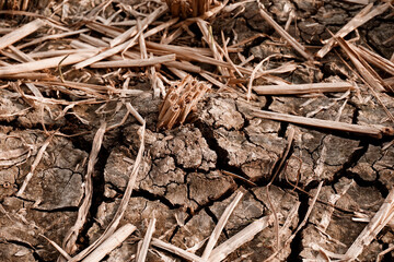 Dry and cracked soil after harvesting. Climate change concept, nature background