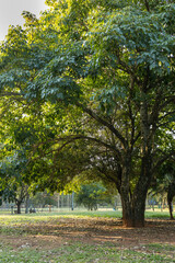 Fototapeta na wymiar Final de tarde em parque com muito verde na cidade de São Paulo. Por do sol no lado do parque.