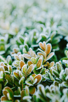 Frosted boxwood leaves
