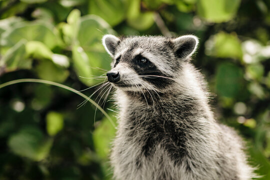 A Curious Raccoon