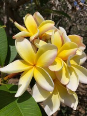 frangipani flower on the tree