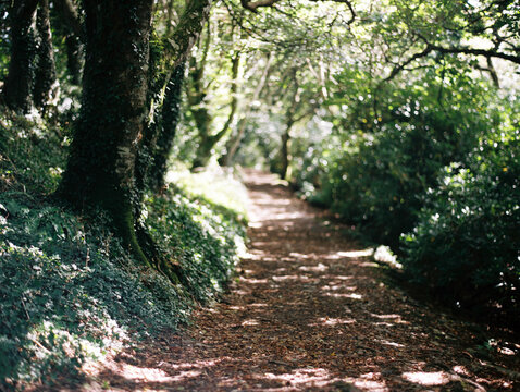 A winding path in Devon.