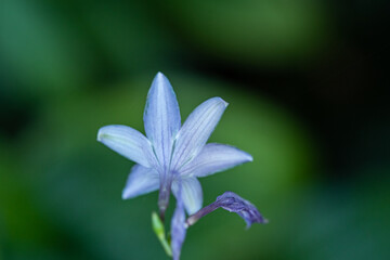 close up of a beautiful blue flower blooming in the shade with creamy green background