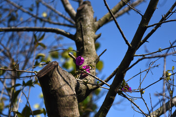 Fototapeta premium flower on tree