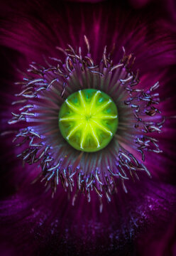 Poppy from above