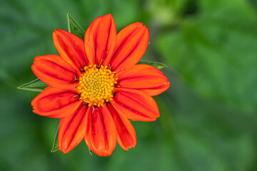 top view of a beautiful sunflower with saturated orange coloured petals blooming in the garden with creamy green background