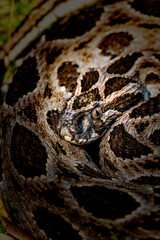 Russel's viper on its alert position