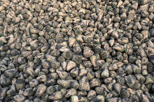 A pile of harvested Sugar Beet
