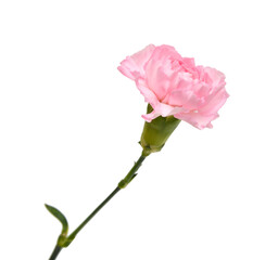 the long stem carnations gift on white