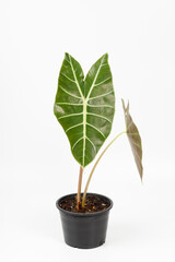 Alocasia longiloba plant (Elephant ear, Alocasia). This is a exotic rainforest tropical plant of Southeast Asia in a pot on white background