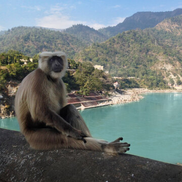Monkey in Northern India