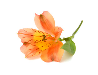 Beautiful alstroemeria lily flowers on white background 