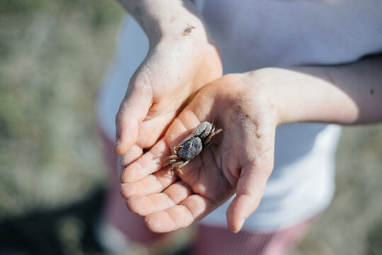 Child holds a fiddler crab he just caught on a beach