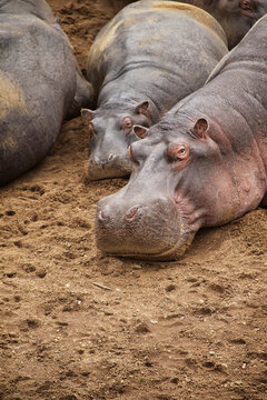 Mother and baby hippo