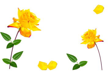 Flower bud roses on a white background