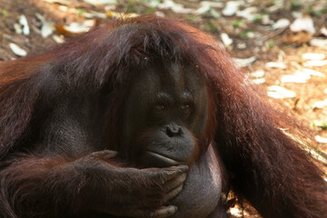 Sad orangutan