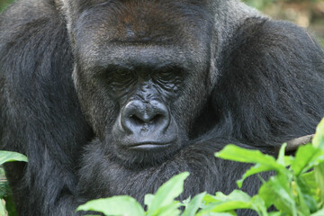 Portrait of gorilla faces