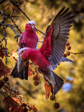 Gallah on the tree. Beautiful Australian bird.