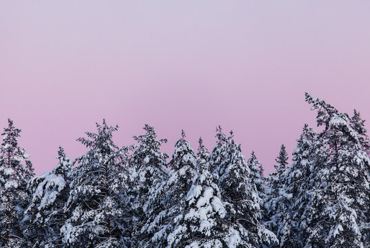 Snowy pine trees in the sunset