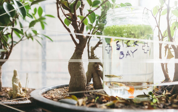 Sick Fancy Guppy and other Tropical Fish Isolated in Quarantine in Bottle with Duckweed by Window