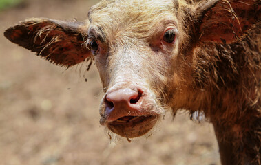 Fototapeta premium Buffalo bule