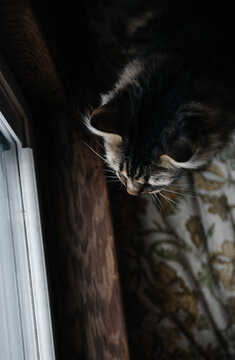 Brown tiger cat looks out the window