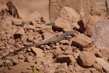 lizard on the stone